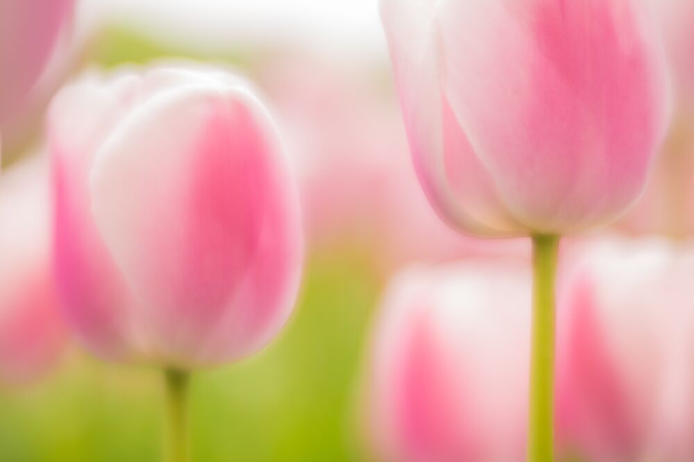 Roze tulpen met zacht ochtend licht