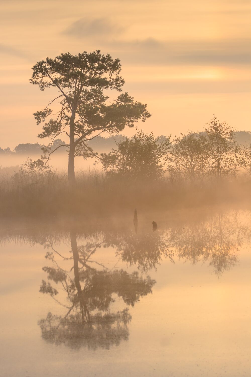 Bomen stilleven in de ochtend met mist