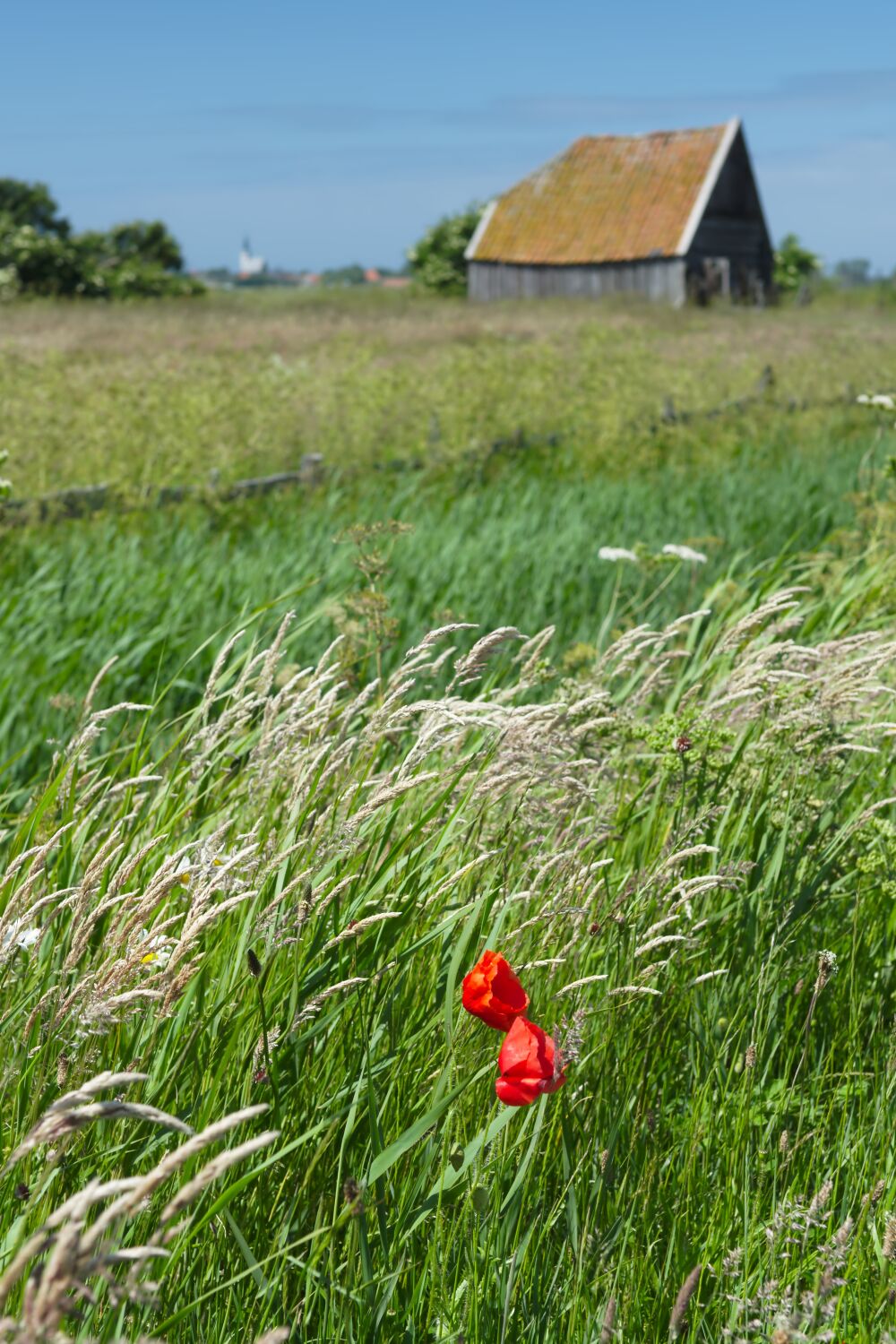 Klaprozen bij het kippenschuurtje aan de Watermolenweg bij Den Hoorn op Texel