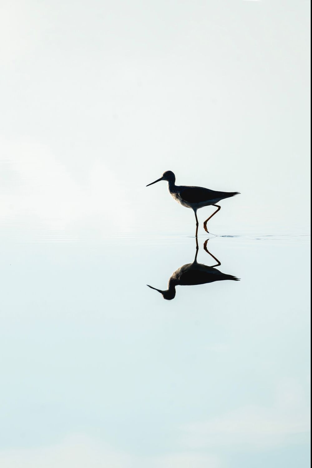 Spiegelung eines Stelzvogels im ruhigen