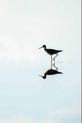 Reflection of a Wading Bird in Still Water