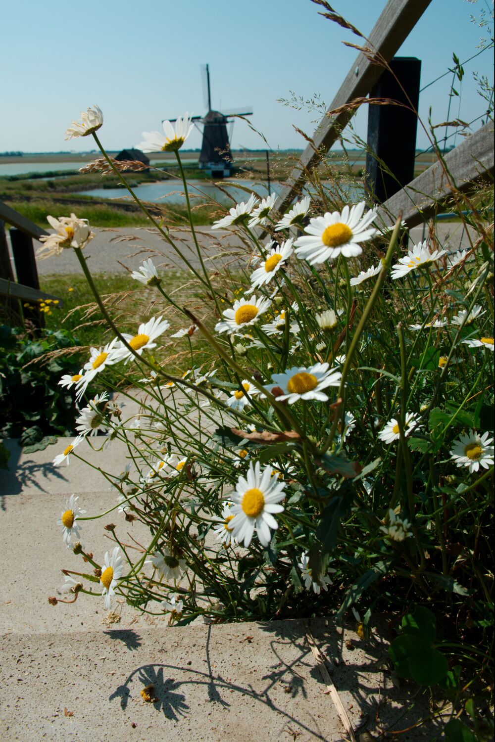 Bloeiende margrieten bij de molen van polder Het Noorden op Texel