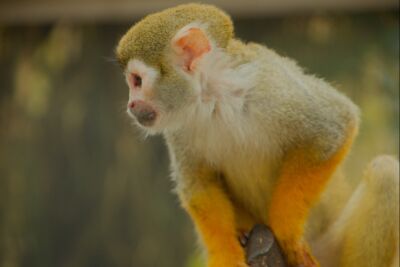 Aapje in Texel Zoo