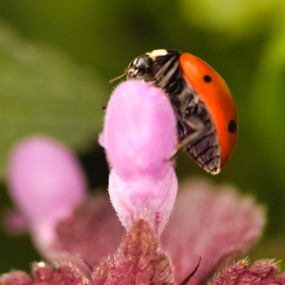 Ladybug