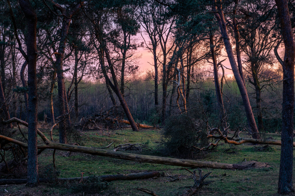 Prachtige kleuren tijdens de zonsondergang in het Deelerwoud