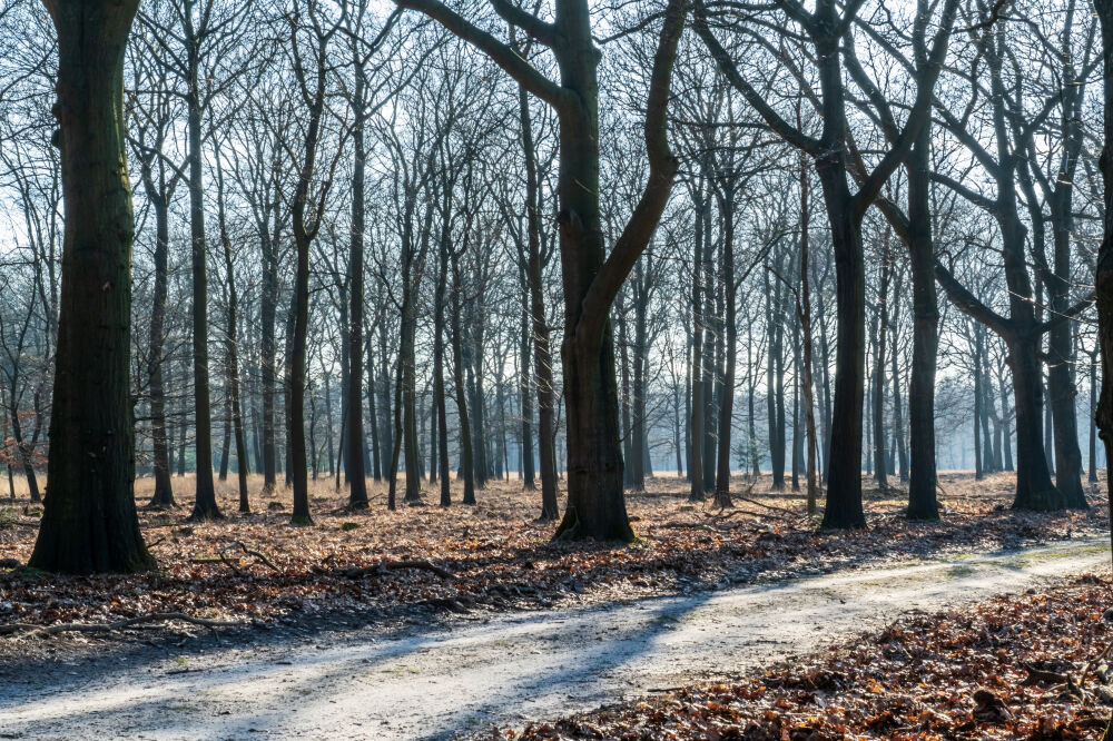 Foggy forest in autumn