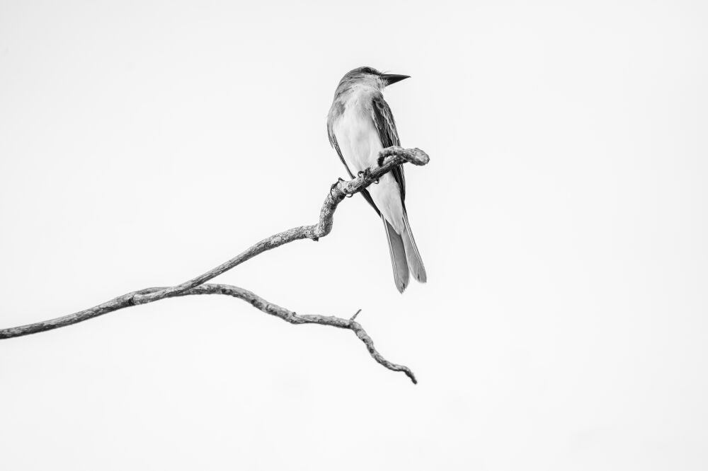 Minimalistische Schönheit Vogel in Schwarz-Weiß