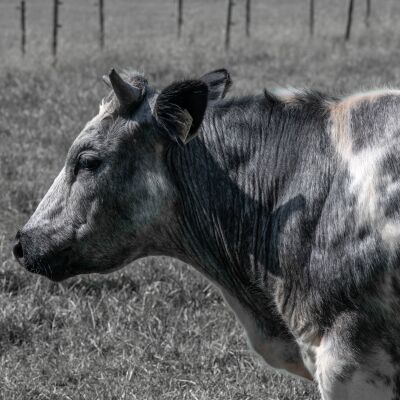 Dikbil koe zwartwit close up 