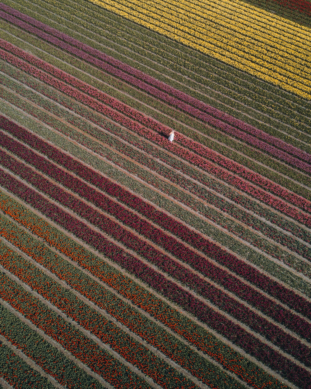 Eindeloze tulpen