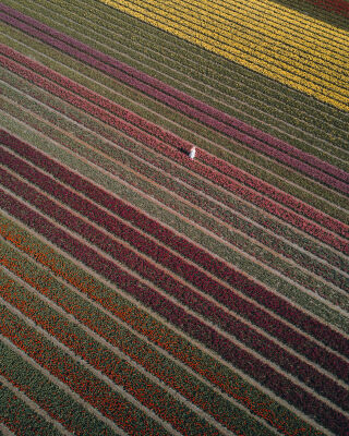 Eindeloze tulpen