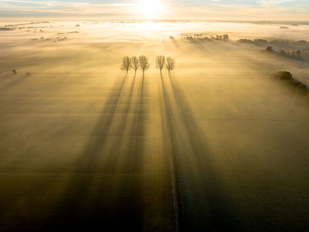 Zonsopkomst met mooie lange schaduwen door de bomen