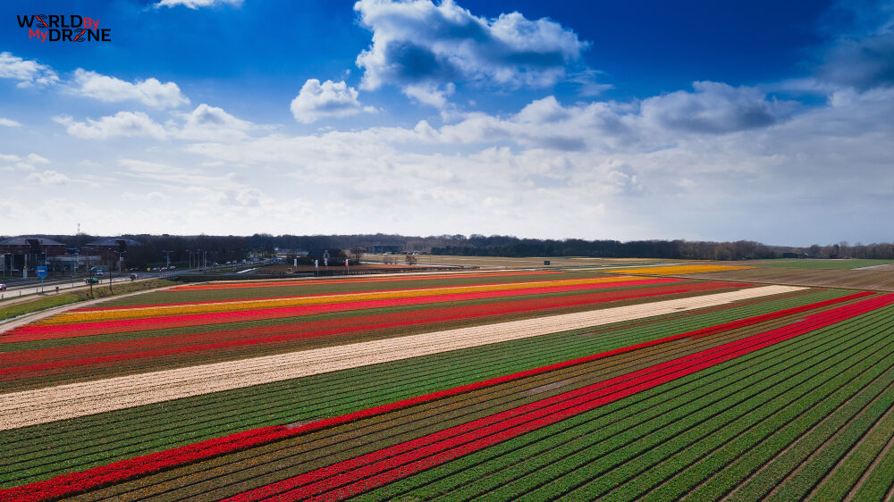 Bollenstreek