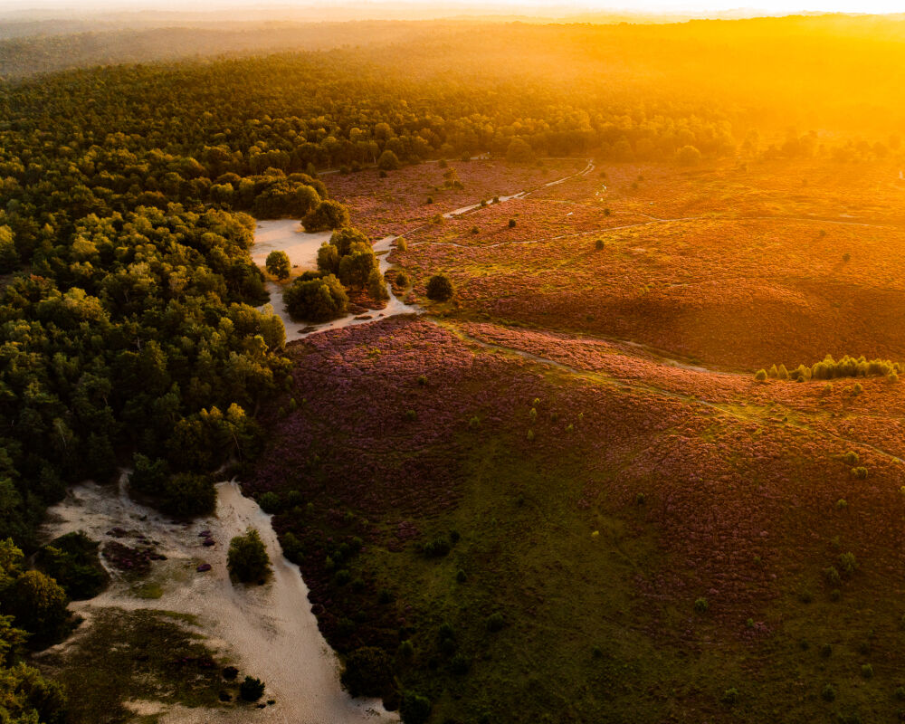 Purple heather from above