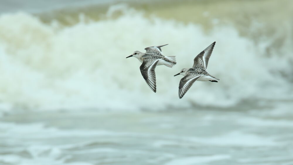 Drieteen strandloper