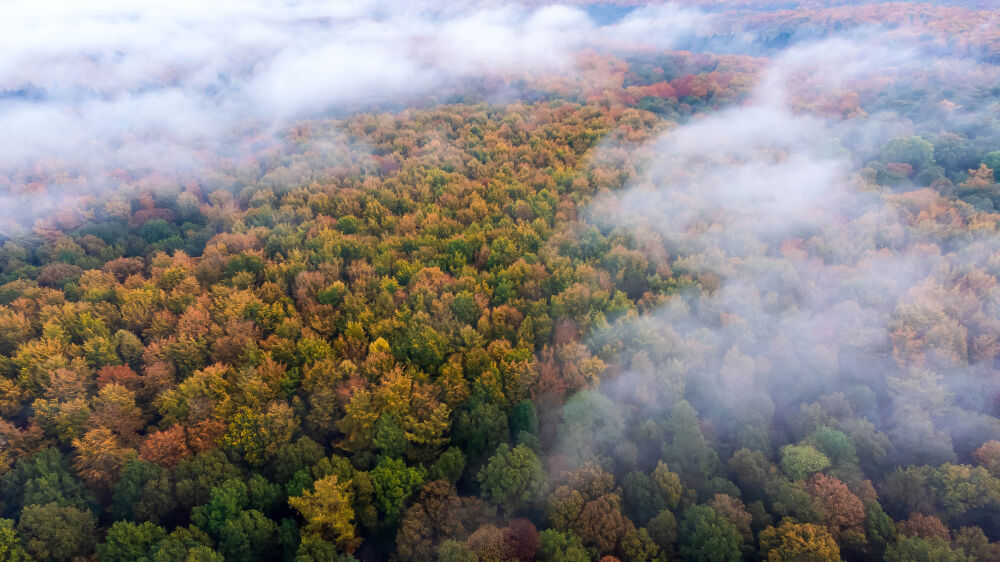 Misty Forest