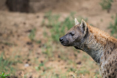 Hyena op uitkijk 