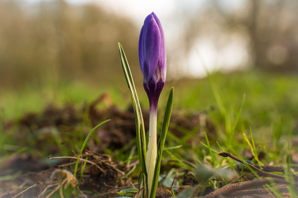 Krokus in knop