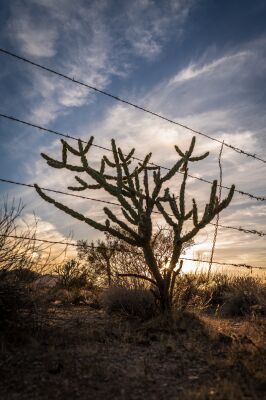 Bas - Arizona Landscape - USA
