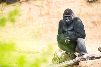 Gorilla op een houten bank
