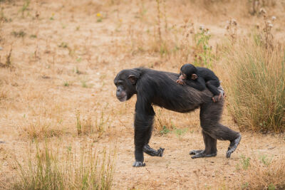 Moeder chimpansee met baby 