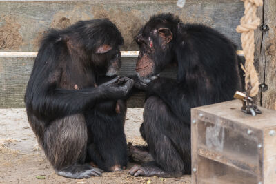 Jonge met een oude chimpansee