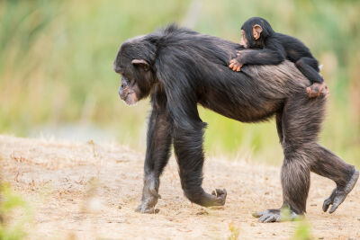Moeder chimpansee met baby 