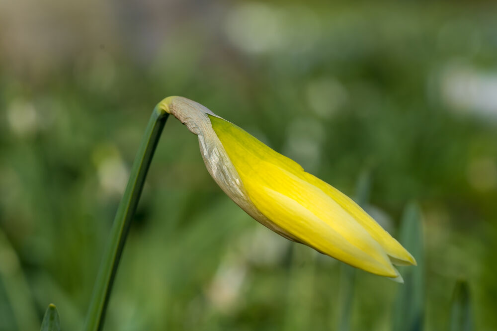 Ontluikende narcis