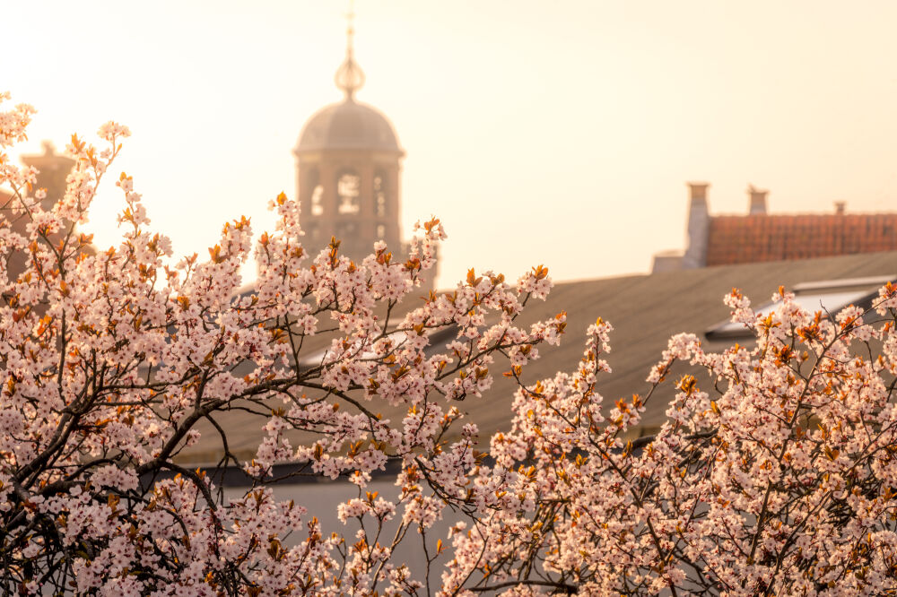 De Lebuinus toren achter bloesems in Deventer.