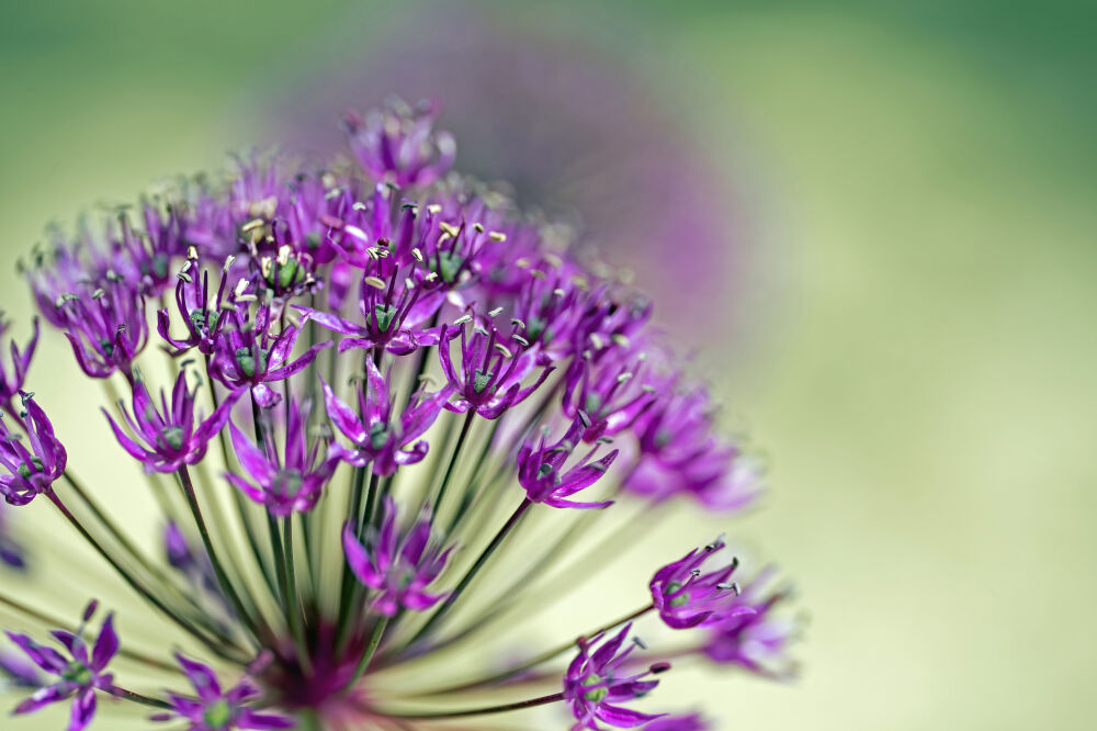 Allium