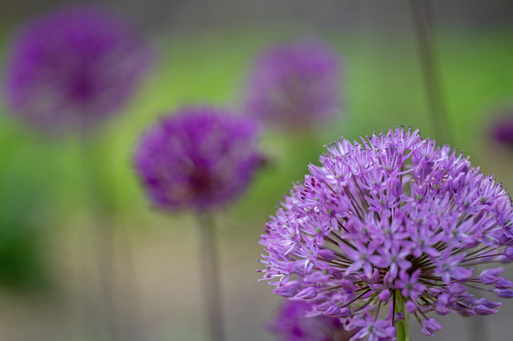 Allium