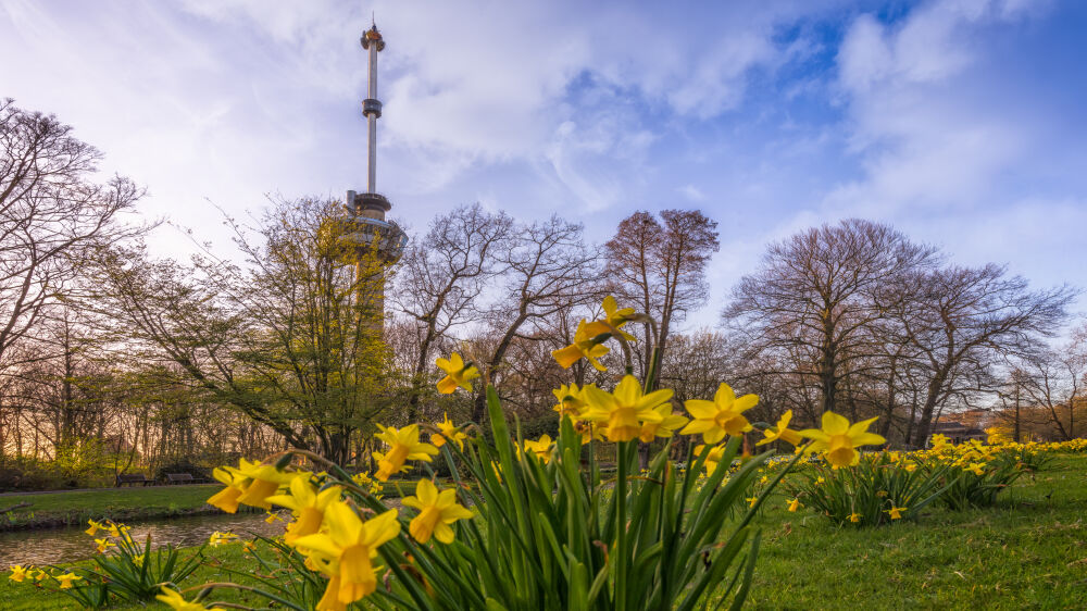 De Euromast in Rotterdam met Narcissen op de voorgrond