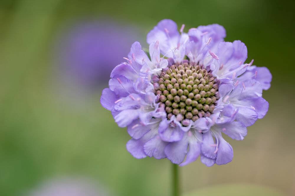 scabiosa