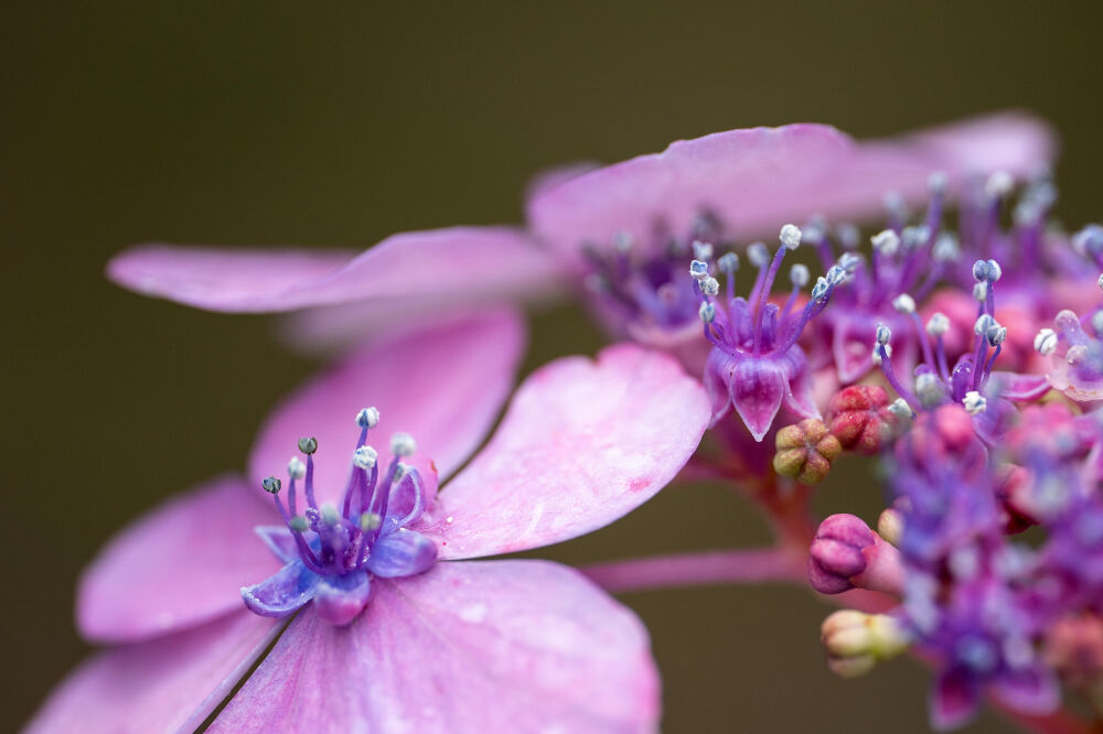 hortensia