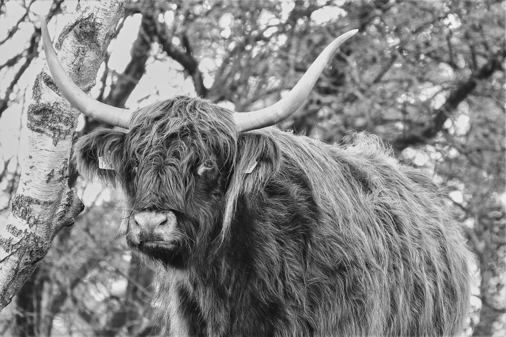 Schotse hooglander in de Waterleiding duinen - Zwart/wit II