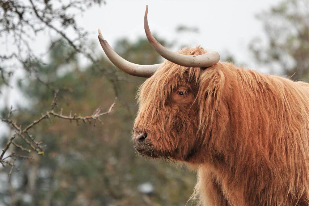 Schotse hooglander in de Waterleiding duinen - Kleur II