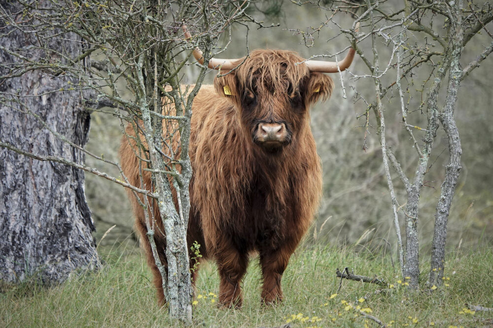 Schotse hooglander in de Waterleiding duinen - Vivid