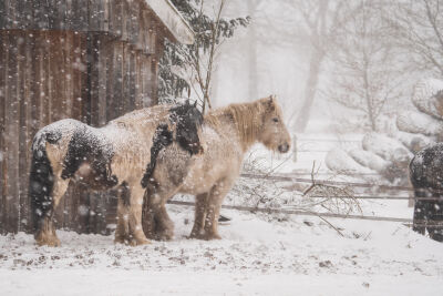 Sneeuw paarden 