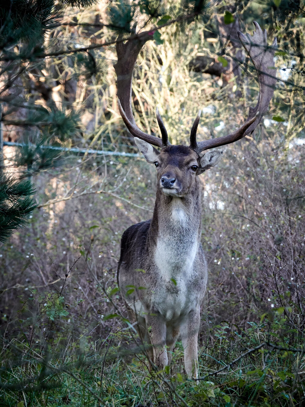 Hert in de Amsterdamse Waterleiding duinen - Kleur