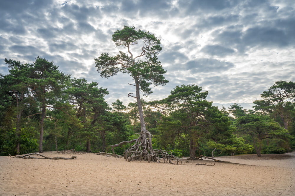 Het Panbos bij Bosch en Duin