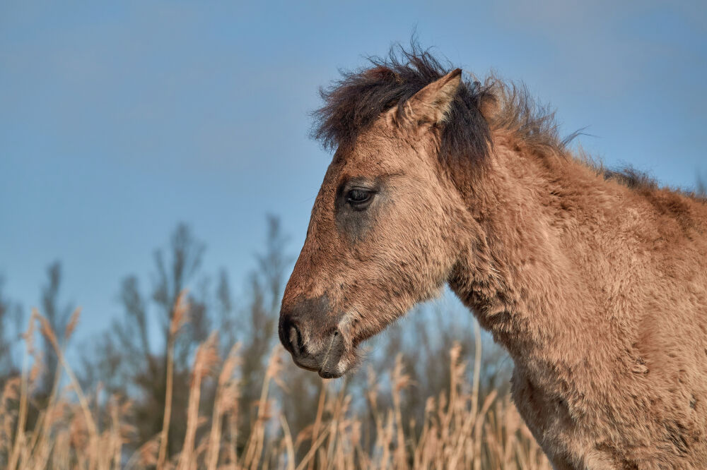 przewalskipaard in de Oostvaardersplassen III (Konik paard)