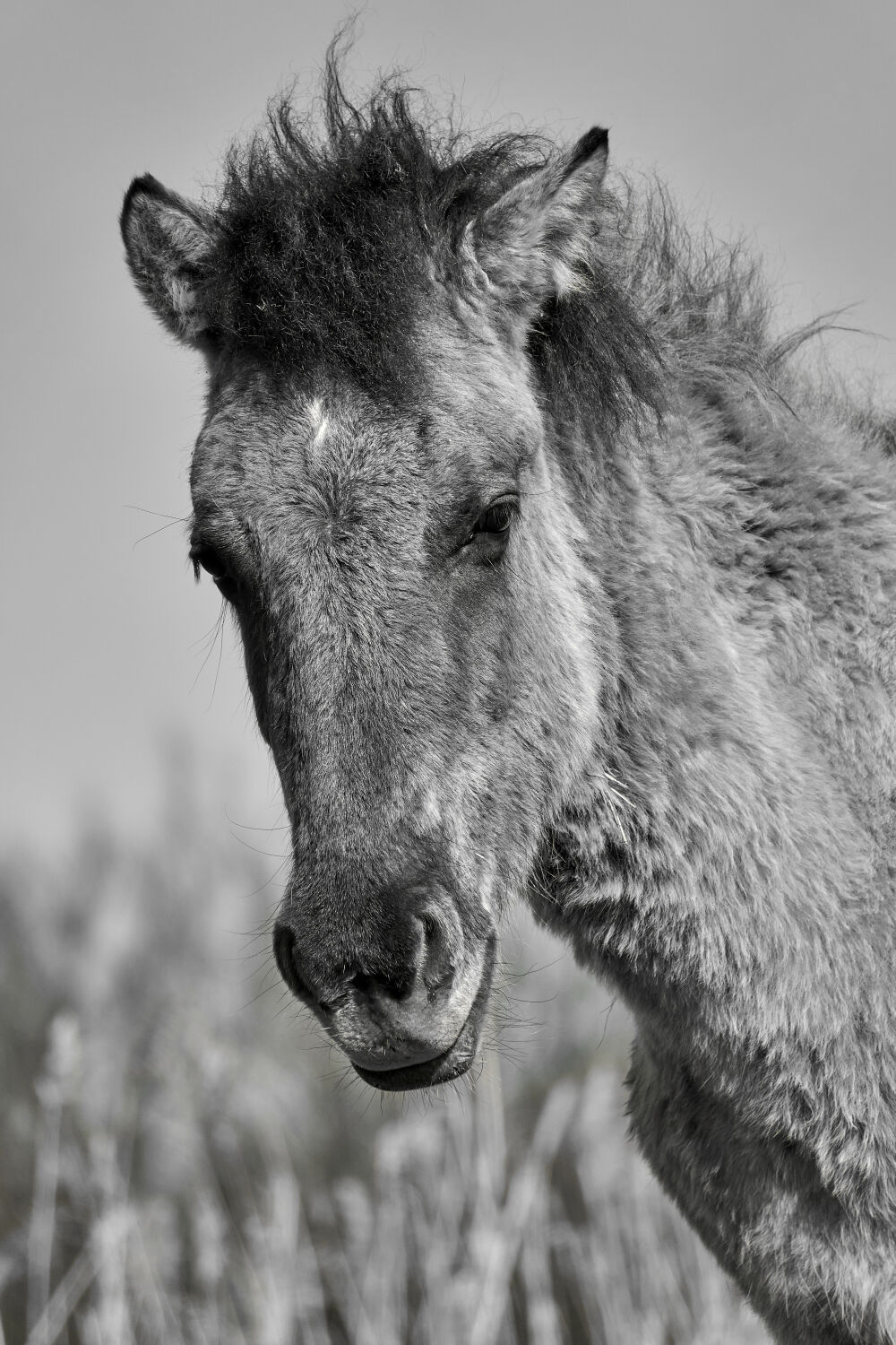 przewalskipaard in de Oostvaardersplassen II - Zwartwit (Konik paard)