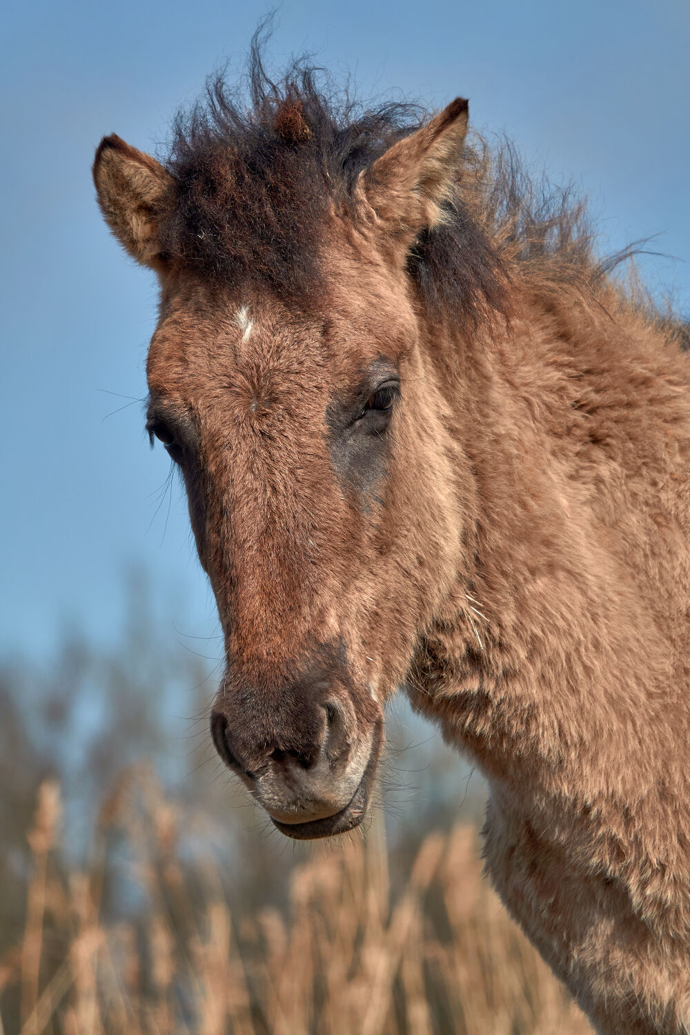 przewalskipaard in de Oostvaardersplassen II (Konik paard)