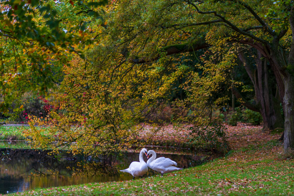 Swan love