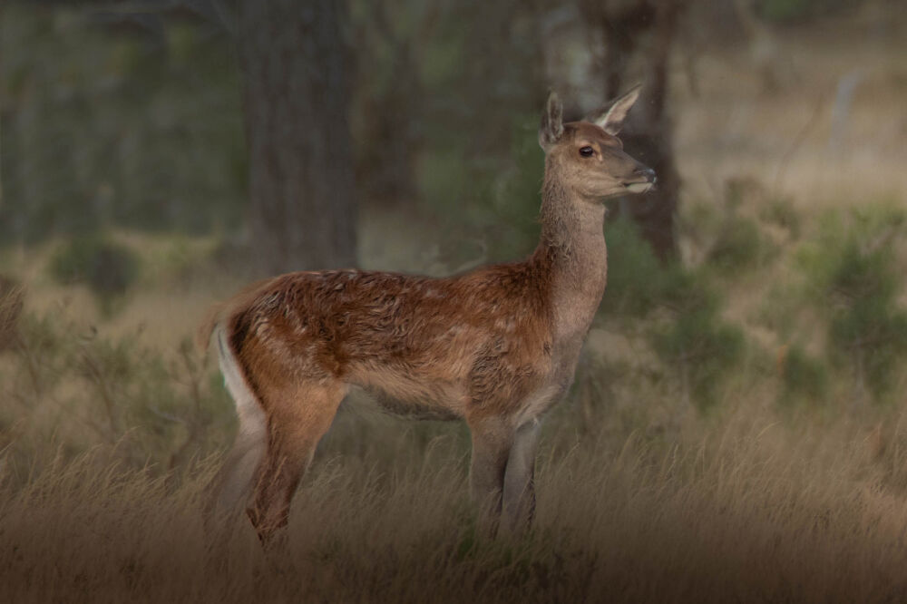 Hinde op de Veluwe