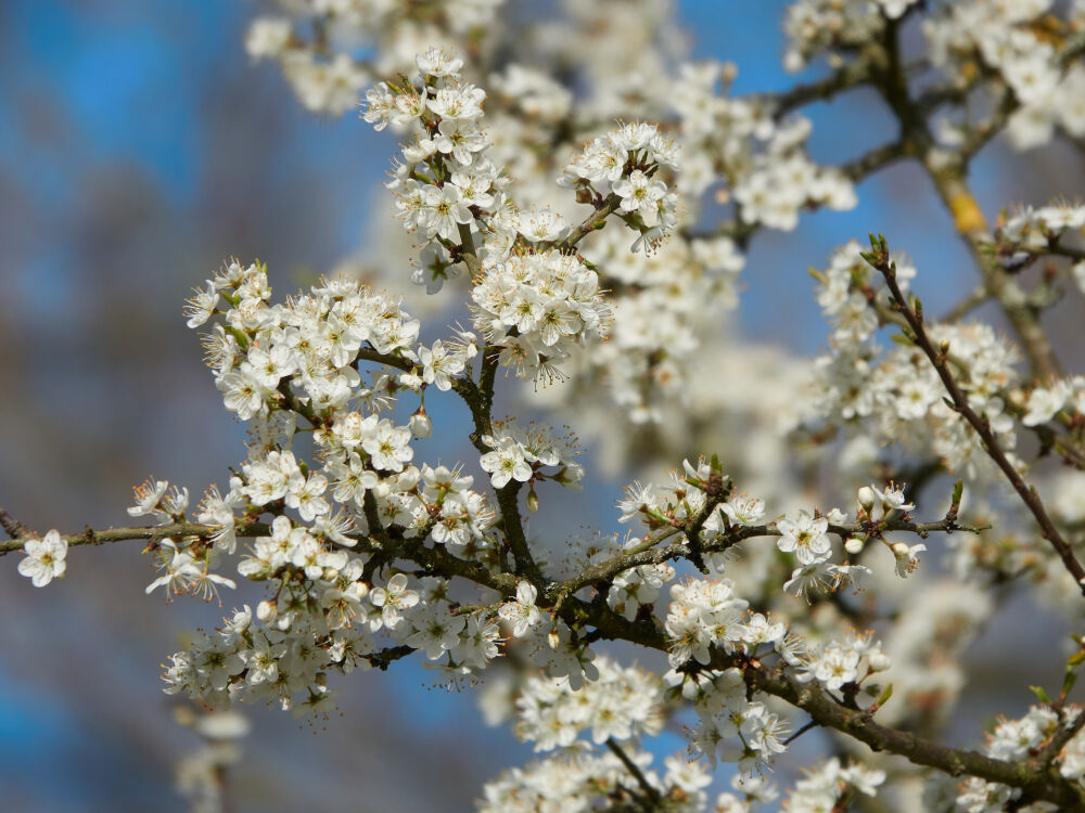 Close up van bloesem II