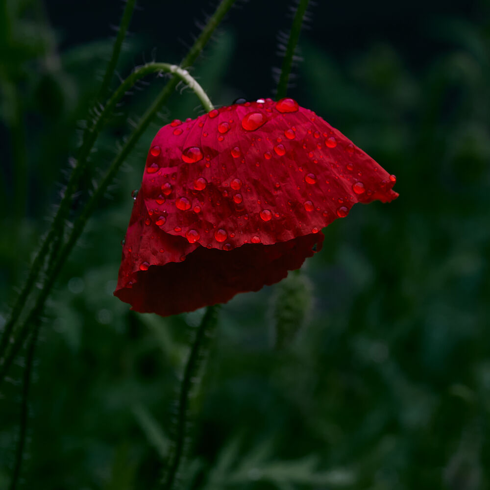 Klaproos in de regen