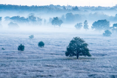 Kalmthoutse Heide met mist