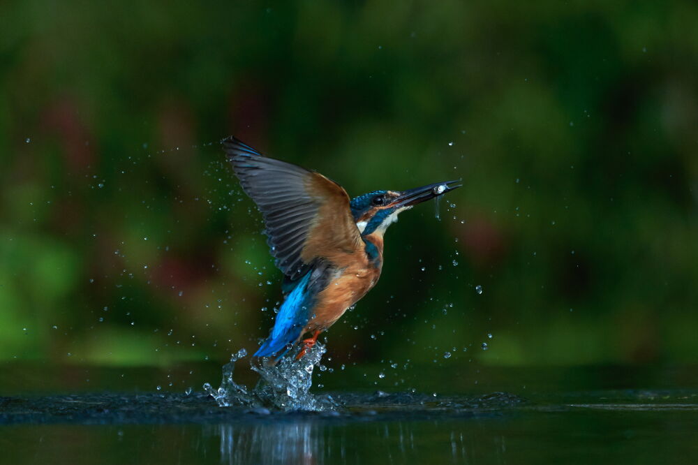 vissende ijsvogel