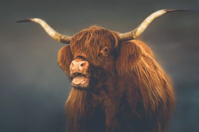 Portret Schotse Hooglander