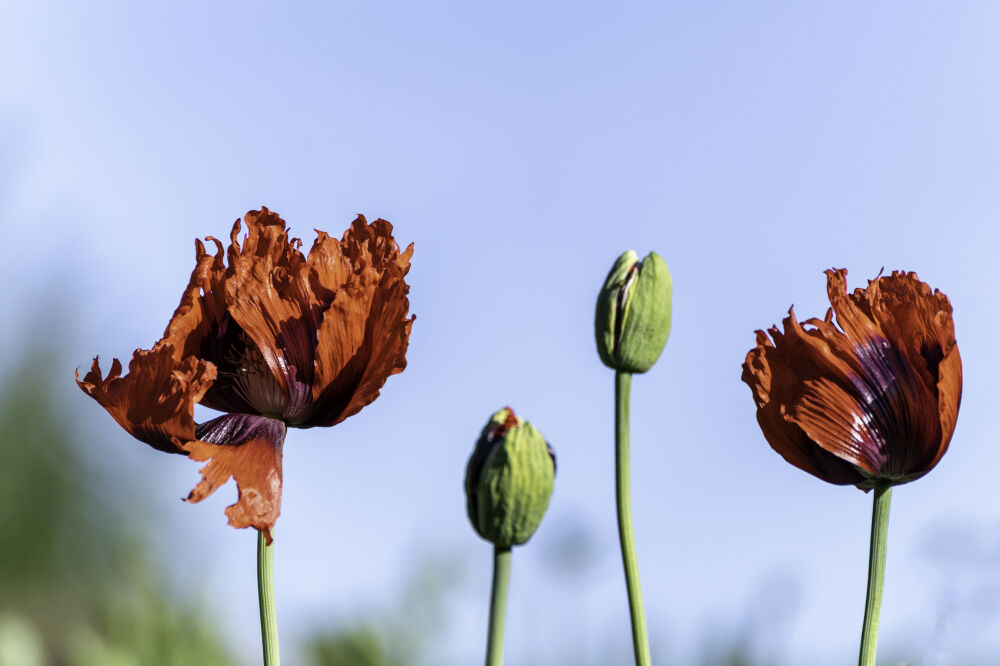 poppy klaproos rood tegen blauwe lucht